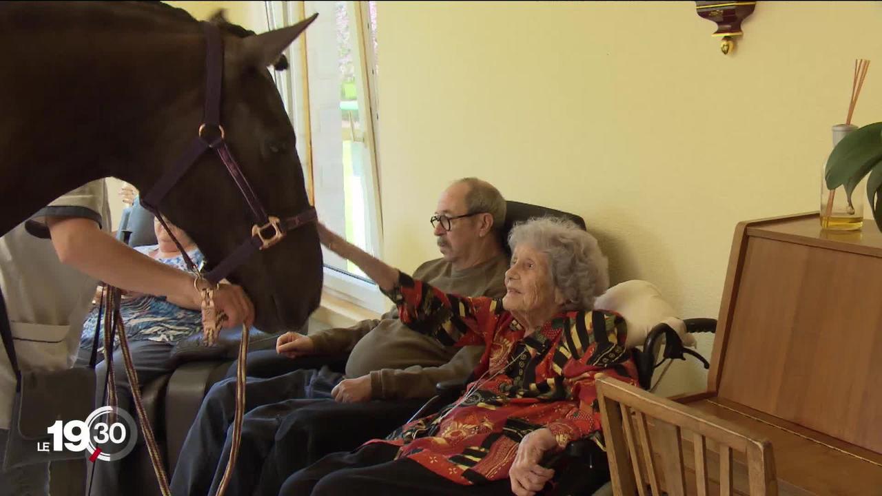 Dans un EMS neuchâtelois, un cheval rend visite aux résidents jusque dans leurs chambres