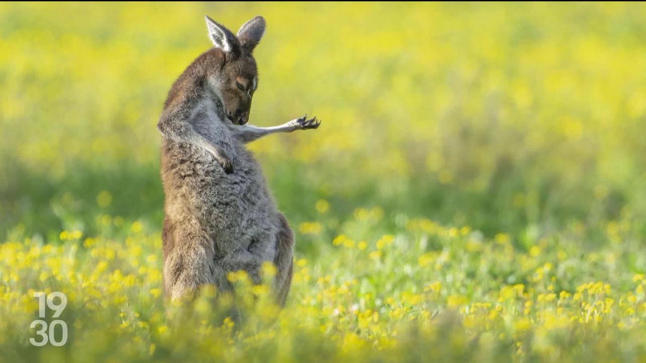 La photo animalière de l'année, un kangourou qui joue de la guitare