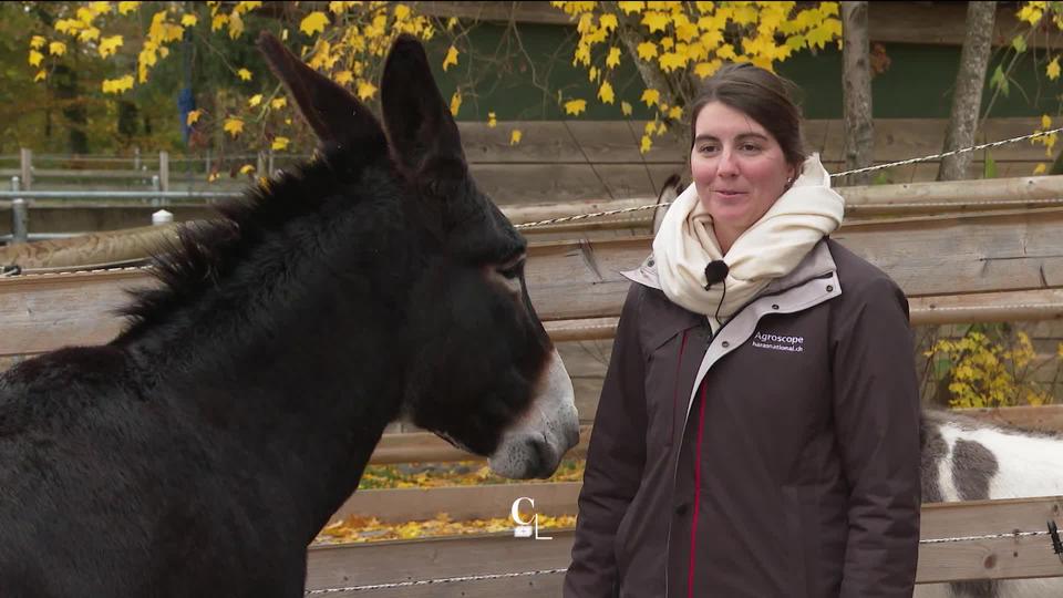 Véritable star de la Saint Nicolas à Fribourg, l’âne Balou vit paisiblement le reste de l’année dans un centre pour équidé près de Morat