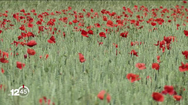 2023 c'est le grand retour des coquelicots, grâce aux pluies de mai et un usage limité des pesticides.