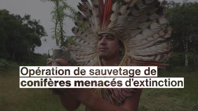 Au Brésil, opération de sauvetage d'un conifère