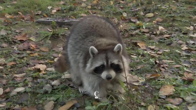 Espèce invasive, le raton laveur est chassé à Bâle-Campagne