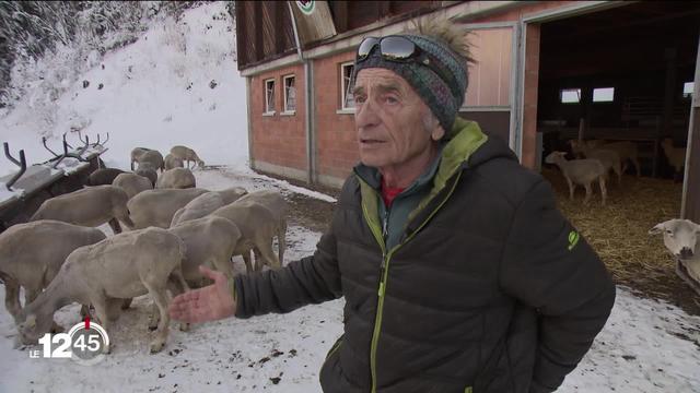 Les attaques du loup surviennent de plus en plus tôt et angoissent les éleveurs. Les autorités valaisannes tirent la sonnette d’alarme