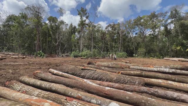 PAPILIORAMA - Au Bélize Une forêt sous protection