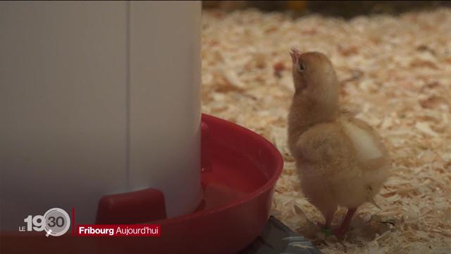 Des poussins si croquignolets.... Le Musée d'histoire naturelle de Fribourg cartonne toujours avec son exposition de Pâques