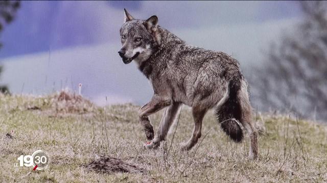 En Suisse romande, les rencontres entre l'homme et le loup se multiplient