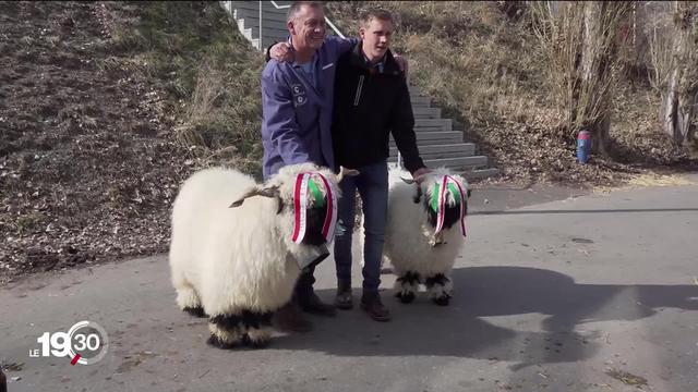 Le mouton au nez noir du Valais séduit de plus en plus d’éleveurs. Reportage à la rencontre des plus beaux spécimens