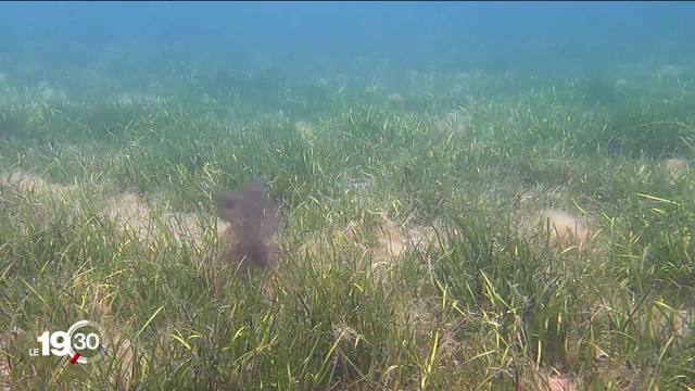 Les îles des Baléares se mobilisent pour sauver la posidonie, herbe marine méconnue mais essentielle pour l'écosystème