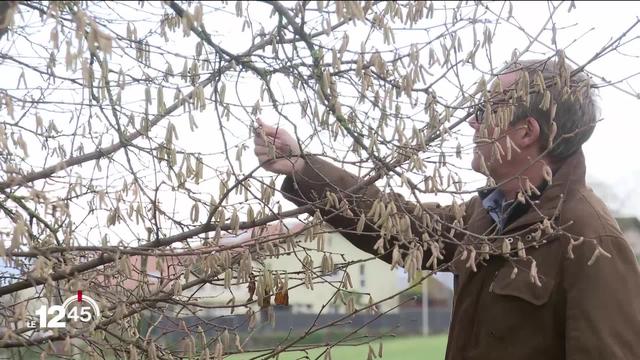 Conséquence d'un début d'hiver très doux, les pollens sont déjà de retour, au grand dam des allergiques.