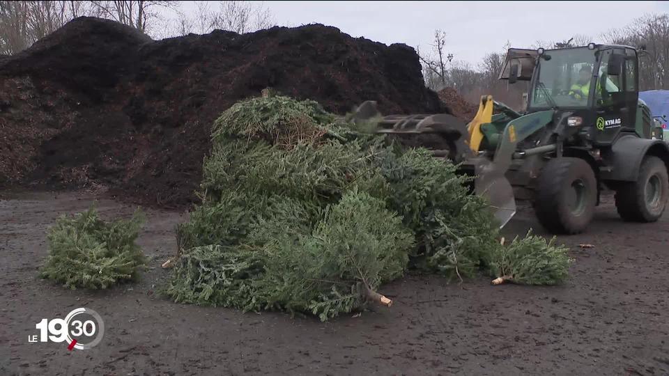 A Bâle, les services industriels recyclent les sapins de Noël pour en faire du charbon végétal