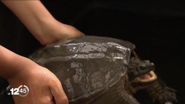 Dangereuse pour l’homme et la faune locale, une troisième tortue hargneuse a été découverte dans le canton de Vaud