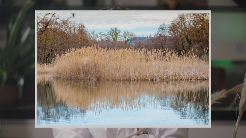 La nature va à l'école - La roselière