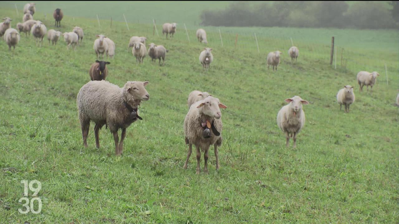 Les éleveurs du Jura bernois sont soulagés, ils pourront finalement abattre le loup qui sévit dans leurs pâturages.