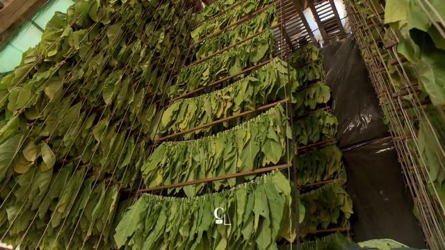 Dans la Broye, de moins en moins d’agriculteurs se dédient à la production de tabac