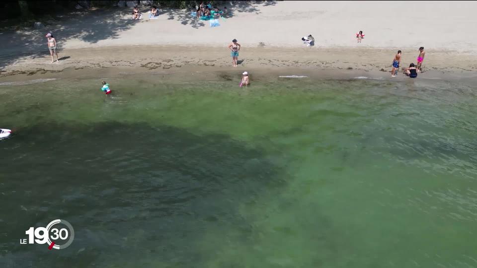 Attention à la baignade en eau libre, les fortes chaleurs augmentent le risque des cyanobactéries.