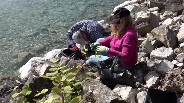 Au bord du lac Léman, on arrache la renouée asiatique, considérée comme l'une des pires plantes envahissantes de la planète