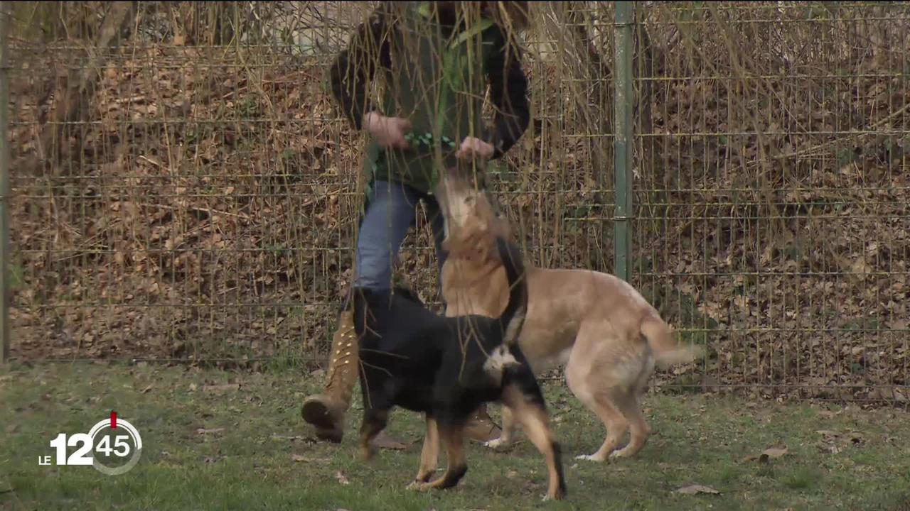 Le canton de Fribourg va introduire des cours obligatoires pour les propriétaires de chiens.