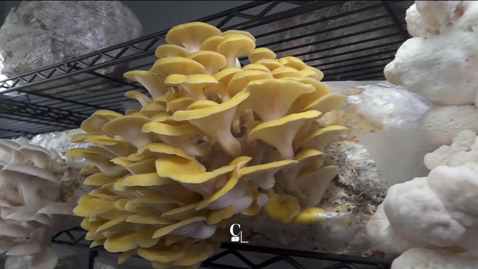 Le champignon noble de culture, nouvel eldorado pour la gastronomie