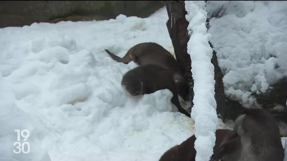 L'attraction du moment à la Chaux-de-Fonds, ce sont les deux bébés loutres nés cet automne. Une espèce rarement observée en Suisse.