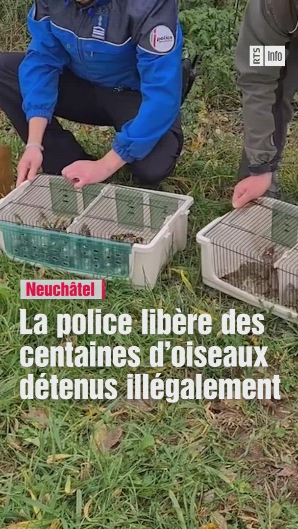 Détention illégale de centaines d'oiseaux indigènes et exotiques