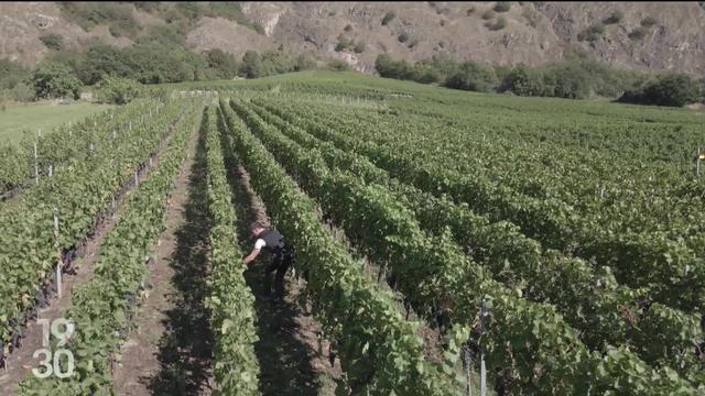 En Valais, le temps des vendanges approche. Avec le réchauffement climatique, la plupart des grappes sont presque à maturité