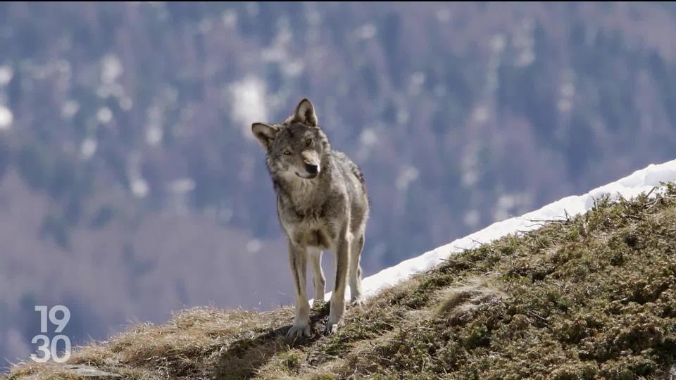 Le Conseil fédéral autorise le tir du loup à titre préventif. 70% des meutes pourraient être abattues