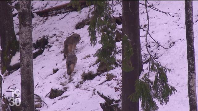 Le canton du Valais veut abattre 7 meutes de loups sur son territoire