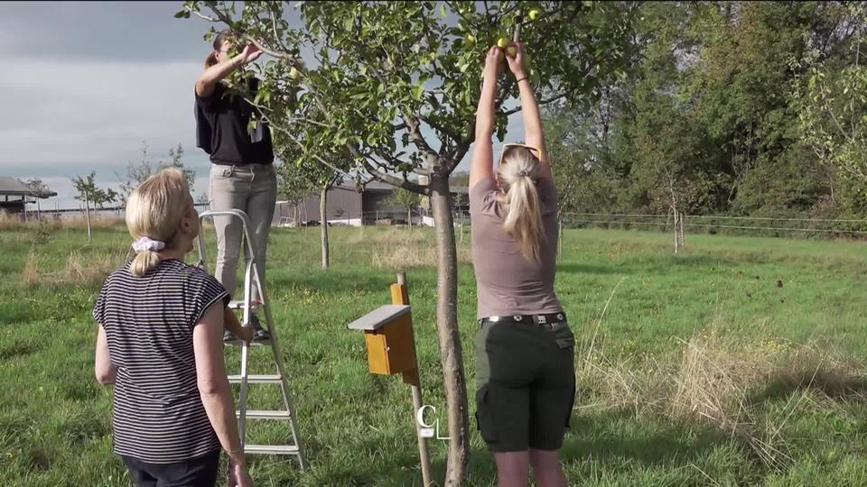 Chaque année, de larges quantités de fruits pourrissent faute d'être cueillis. Une association vaudoise les récolte bénévolement