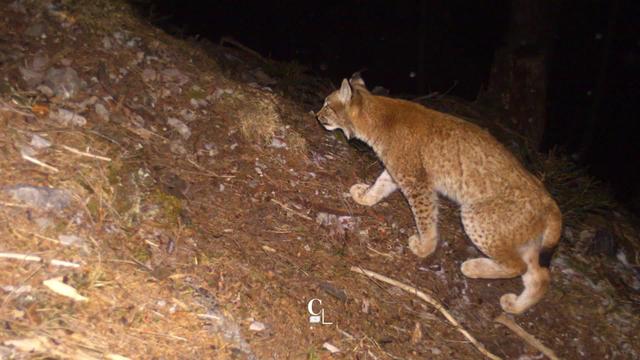 Le lynx fait sa star sous les pièges photos des scientifiques et des gardes faune