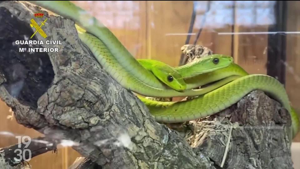 L’Espagne est la plaque tournante du trafic d’animaux sauvages. Reportage au cœur de la lutte contre ce marché lucratif