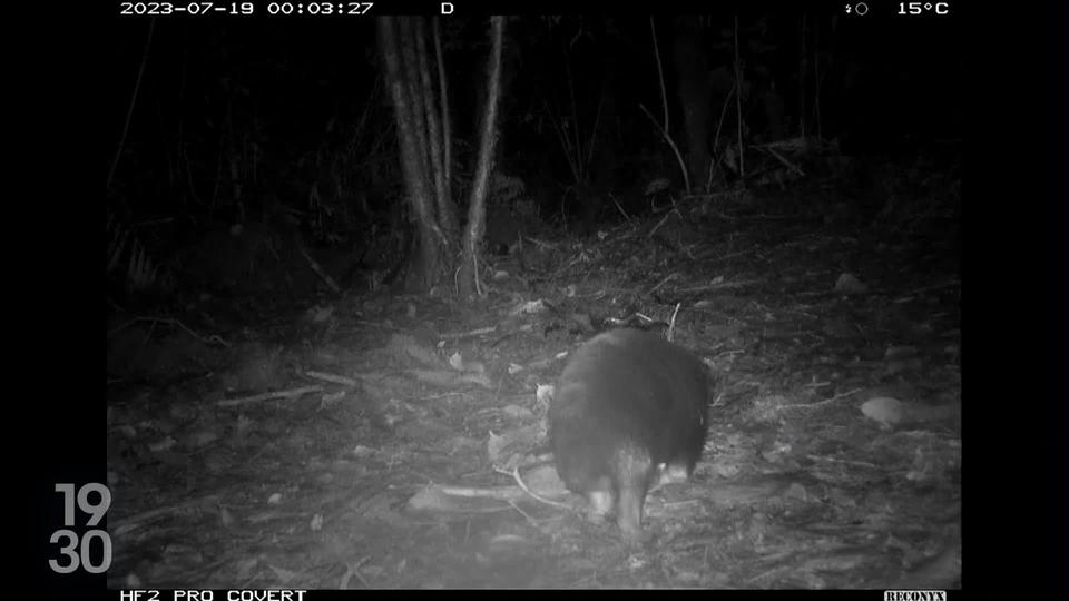 Un mammifère que l'on croyait disparu de la surface de la Terre depuis 62 ans, a été retrouvé au fond de la jungle indonésienne.