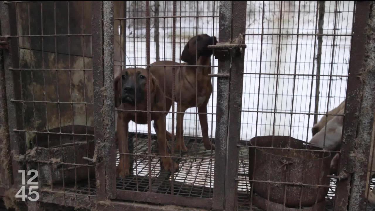 La viande de chien sera peut-être bientôt interdite en Corée du Sud. Un projet de loi doit être voté demain