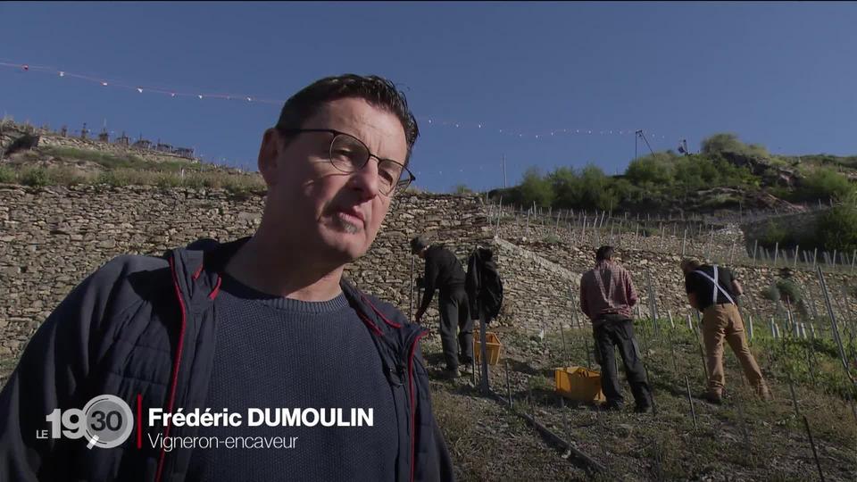 Le Valais élabore un plan de modernisation du vignoble pour un montant de 140 millions de francs