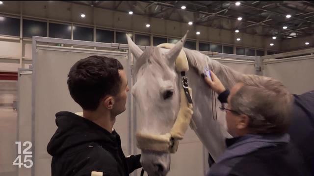 Un vétérinaire et de nombreux grooms sont aux petits soins avec les chevaux du Concours hippique international de Genève. Immersion