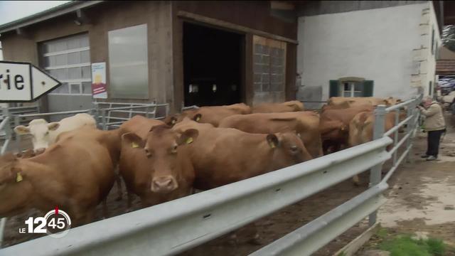 De plus en plus d'exploitations laissent leurs vaches allaiter dans les pâturages. Elles appellent les randonneurs à la prudence