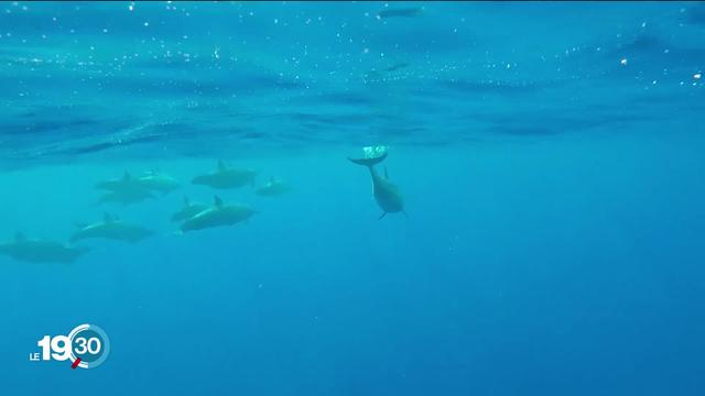 À la Réunion, une étude sur des dauphins veut évaluer le stress causé par l'être humain.