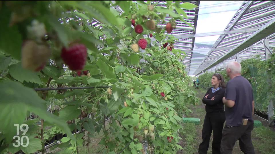 En Valais, la pose de panneaux agrivoltaïques aide les producteurs à maximiser leurs revenus