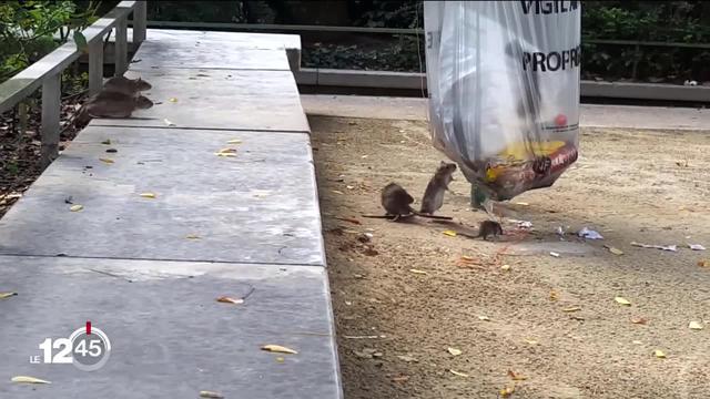 Suite à la grève des éboueurs, Paris subit une prolifération de rats. Mauvaise image pour la ville un an avant les JO 2024.