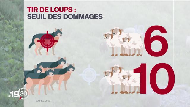 Le Conseil fédéral facilite le tir du loup. Les dégâts causés par les 250 loups recensés en Suisse sont jugés trop importants.