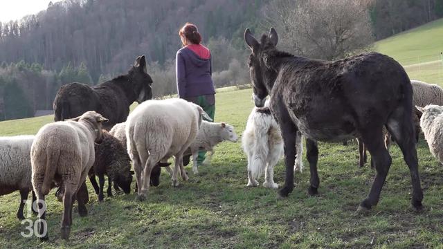 Dans le canton du Jura, des éleveurs d’ovins utilisent l’âne pour protéger leurs troupeaux des attaques de loups
