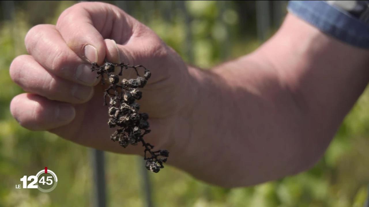Certains propriétaires valaisans laissent leurs vignes à l'abandon. Une pratique pourtant illégale pour des raisons sanitaires.