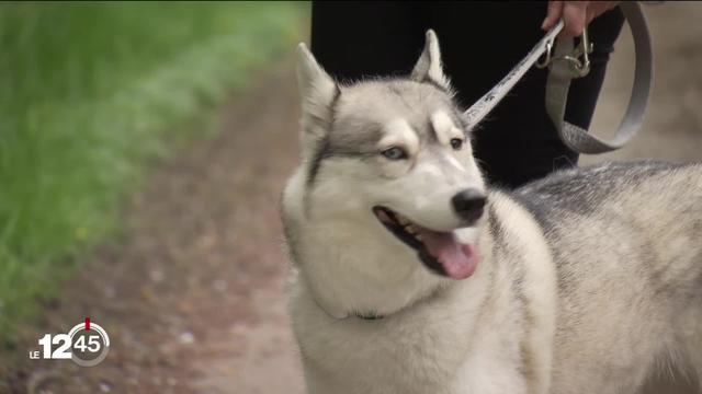 Les huskys sont de plus en plus appréciés par le public. Mais ces chiens polaires sont aussi victimes de leur succès.