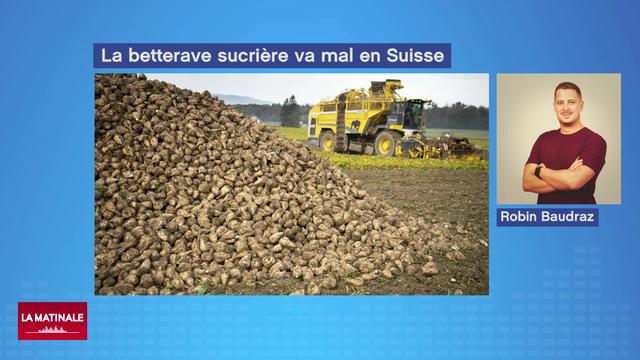 La récolte des betteraves en déclin à cause de l'interdiction de produits phytosanitaires (vidéo)