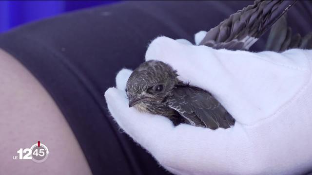 À Genève, les ornithologues et les pompiers s’activent pour sauver les oisillons tombés du nid en raison des fortes chaleurs