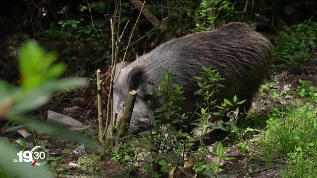 Polémique à Rome où une loi permet de tirer les sangliers qui ont littéralement envahi le centre-ville