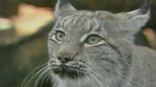 ENTRE LYNX ET LOUPS -- LA THERAPIE DESCEND DE L'ARBRE -- TOUCHE PAS A MONPREPUCE ! - 01.01.07