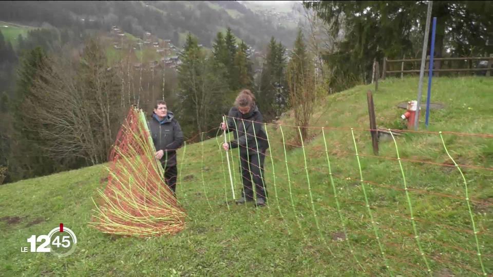 Des bénévoles sont formés à la surveillance des troupeaux dans les alpages pour les protéger des loups.