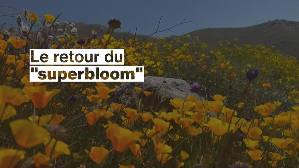 Le "superbloom" fait une nouvelle fois son retour en Californie