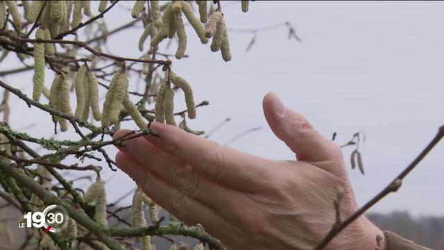 Avec plusieurs semaines d'avance, les noisetiers sont en fleurs. Les personnes allergiques aux pollens souffrent déjà