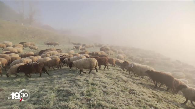 La transhumance hivernale des moutons sur les hauteurs du Jura est désormais classée au patrimoine culturel immatériel de l'Unesco